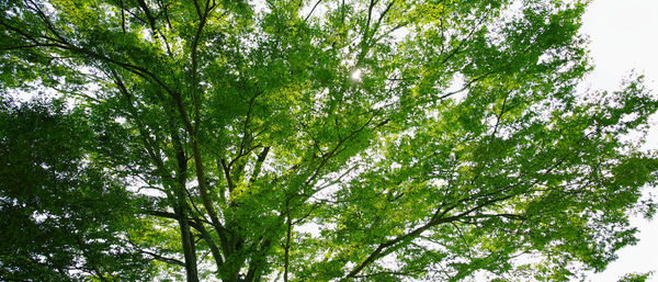 Low angle view of trees