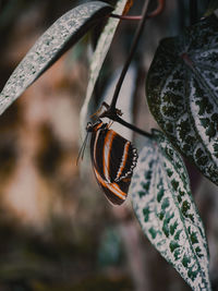 Butterfly's house