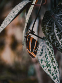 Butterfly's house