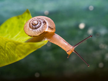 The snail crawls over the green leaf