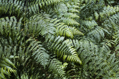 Full frame shot of fern tree