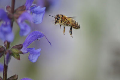 Close-up of bee pollinating on purple flower