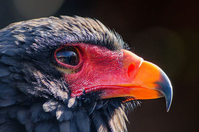 Close-up of a bird