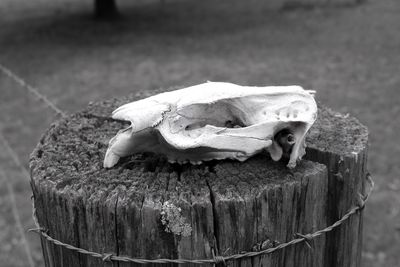 Close-up of animal skull