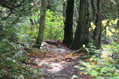 Narrow stream along trees in forest