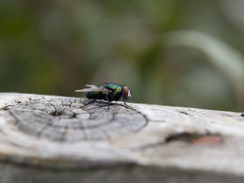 Close-up of insect on wood