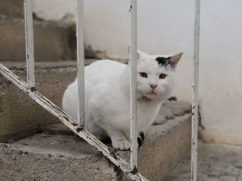 Portrait of white cat sitting on metal