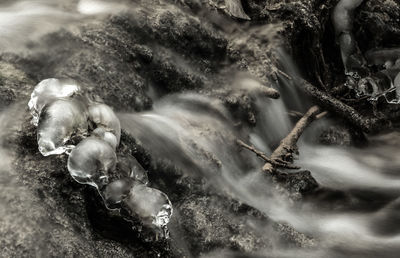 Close-up of crab in sea