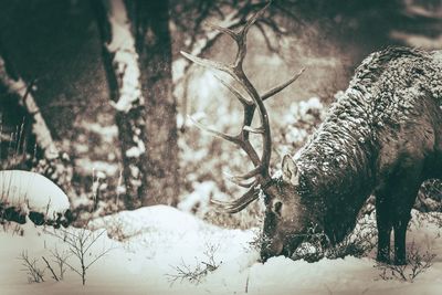 View of deer on snow covered land