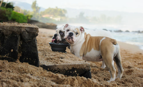 Close-up of dog on beach