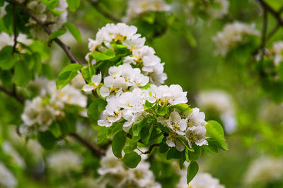 Close-up of white flowering plant