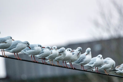 Low angle view of seagulls perching on wire against sky
