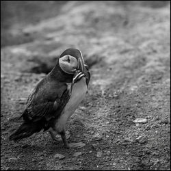 Close-up of bird perching on land