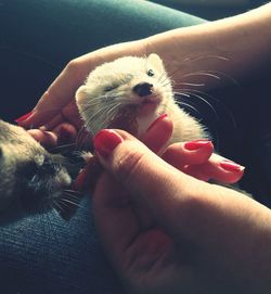 Midsection of woman with ferrets