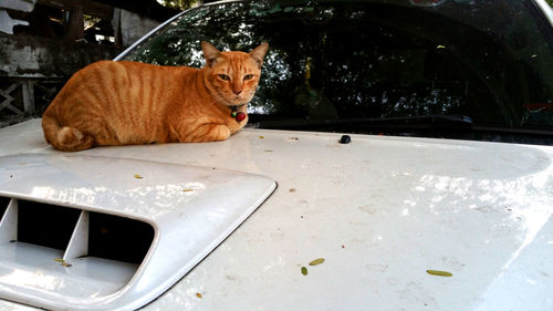 Portrait of cat sitting on a car