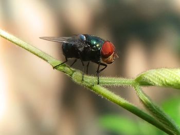 Close-up of insect on leaf