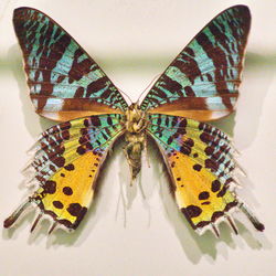 Close-up of butterfly