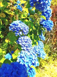 Close-up of blue flowering plant