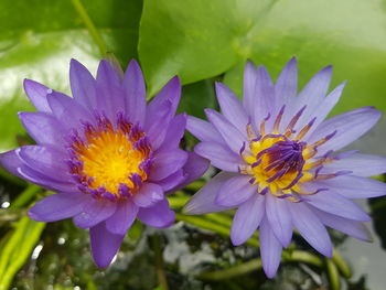 High angle view of purple flowering plant