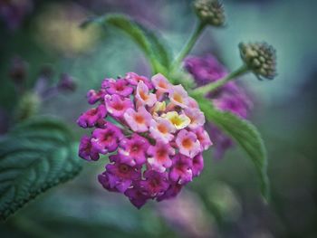 Close-up of pink flowers