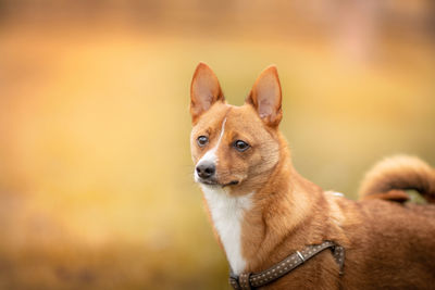 Close-up of a dog looking away