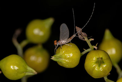 Close-up of fruits on tree against black background