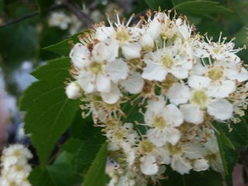 Close-up of white flowering plant