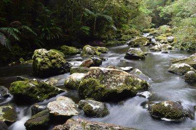 Scenic view of waterfall in forest