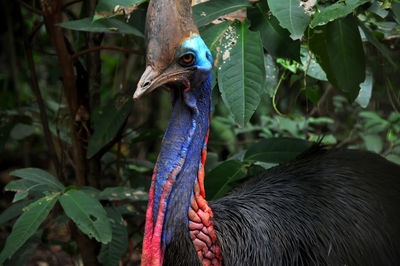 Close-up of bird on plant