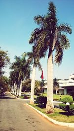 Palm trees against clear sky
