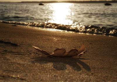 Close-up of driftwood on beach