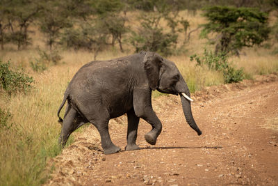 African elephant lifts foot crossing dirt road