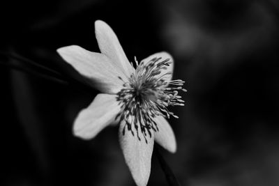 Close-up of flowering plant