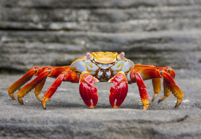 Close-up of red crab on beach