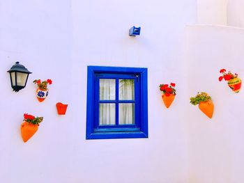 Potted plant on wall of building