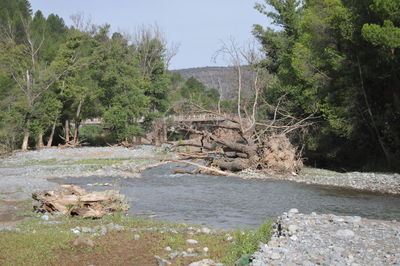 Scenic view of river flowing through forest