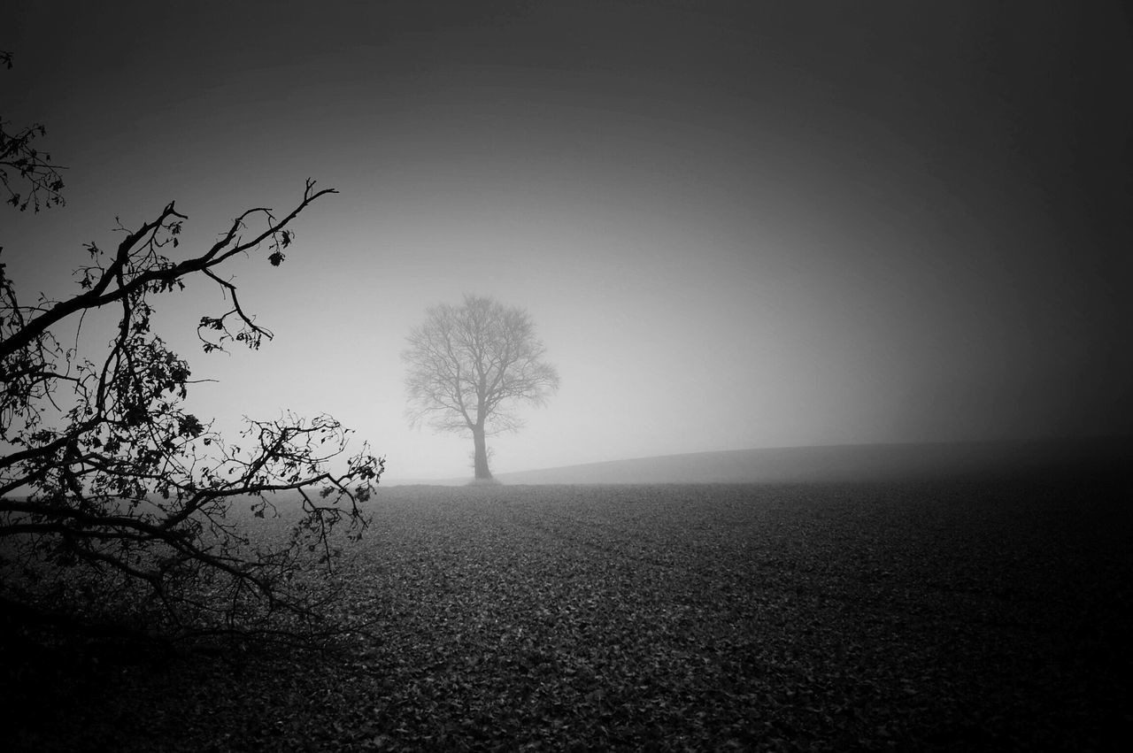 BARE TREE ON FIELD AGAINST SKY IN FOGGY WEATHER