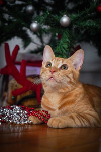 Cat under christmas tree 