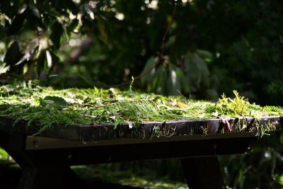 Close-up of plants growing on field