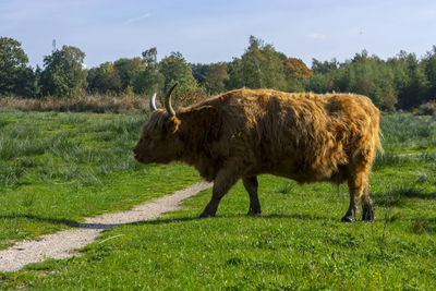 Highland cow in an open field