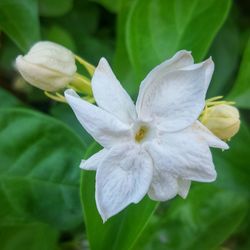 Close-up of white flowers