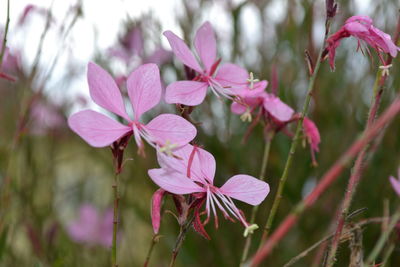 Close-up of pink flowers growing on branch
