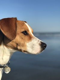 Close-up of dog against sky