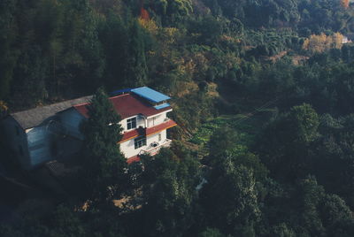 High angle view of trees and houses in forest