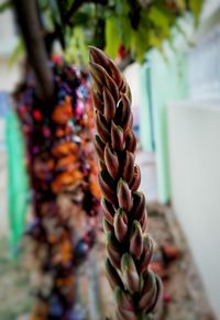 Close-up of potted plant on table
