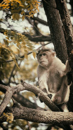 Monkey sitting on tree branch