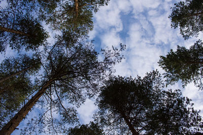 Low angle view of trees against sky