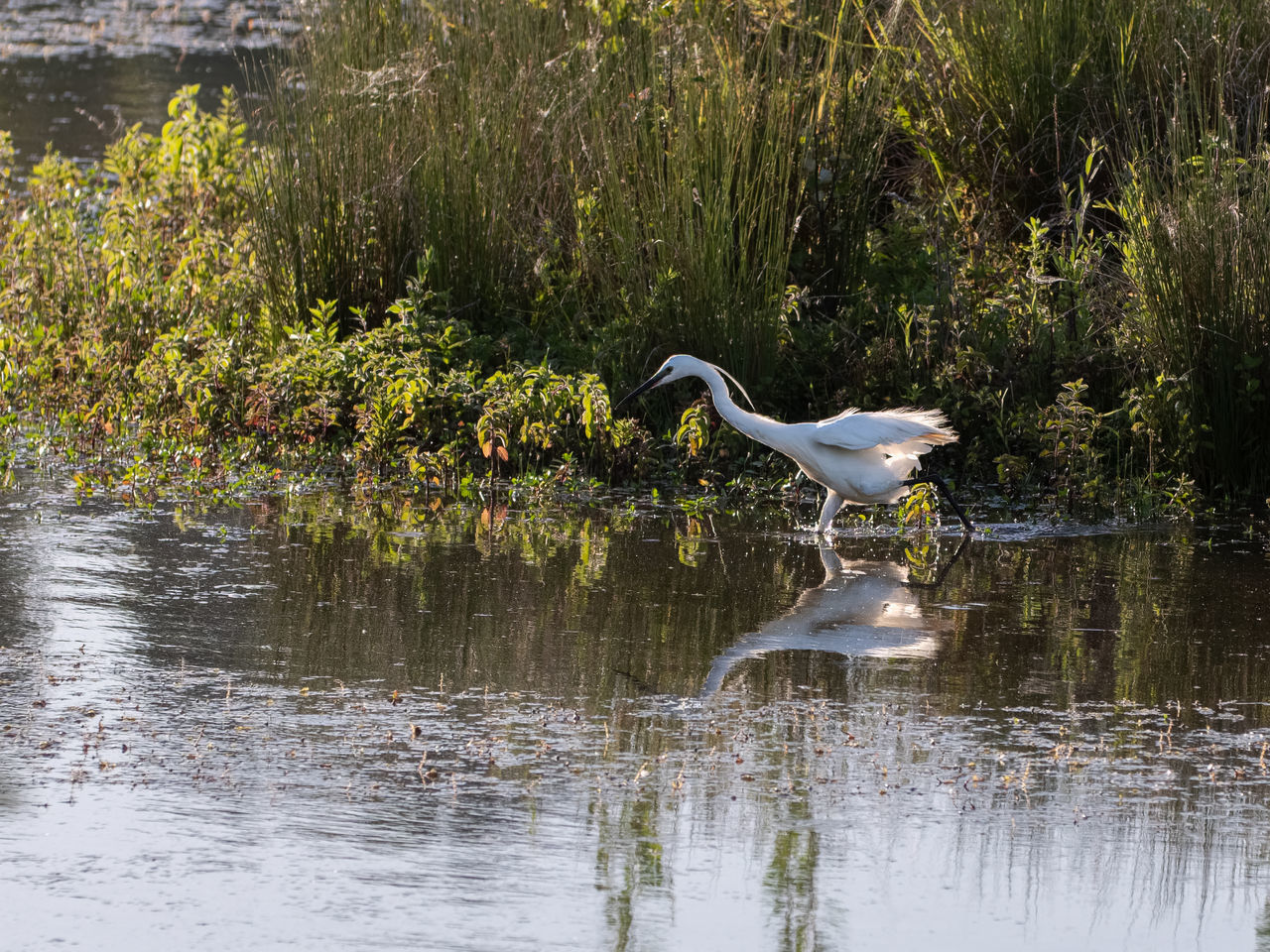 VIEW OF A BIRD IN LAKE