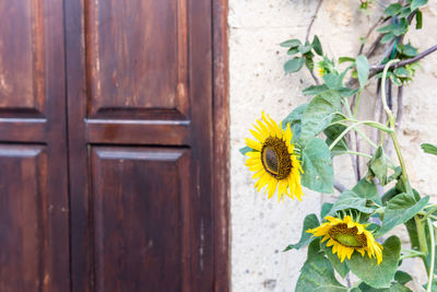 Close-up of yellow flowering plant against wooden door