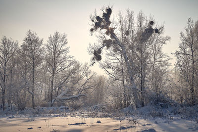 Bare trees on snow covered land against sky